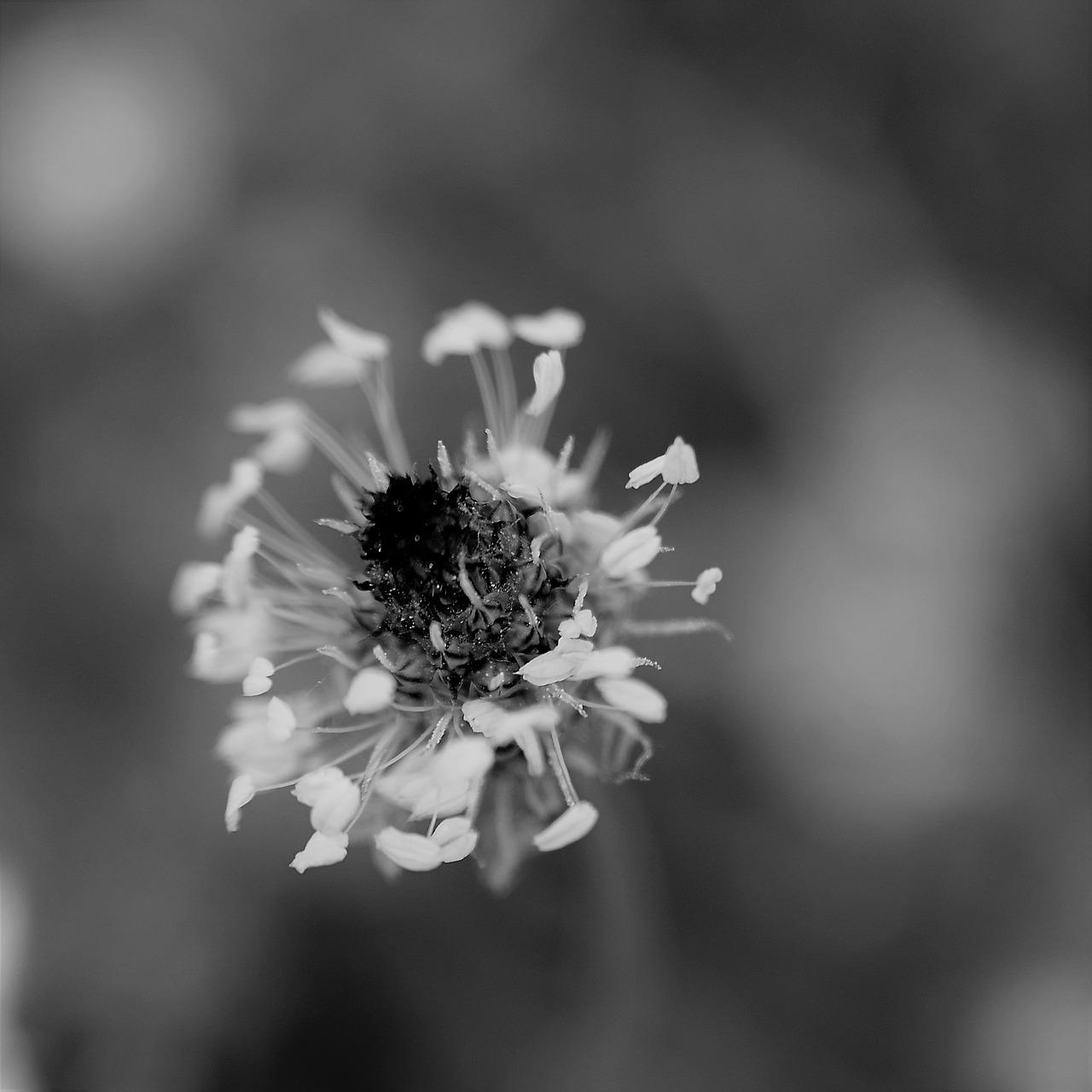 竹叶有什么药用价值