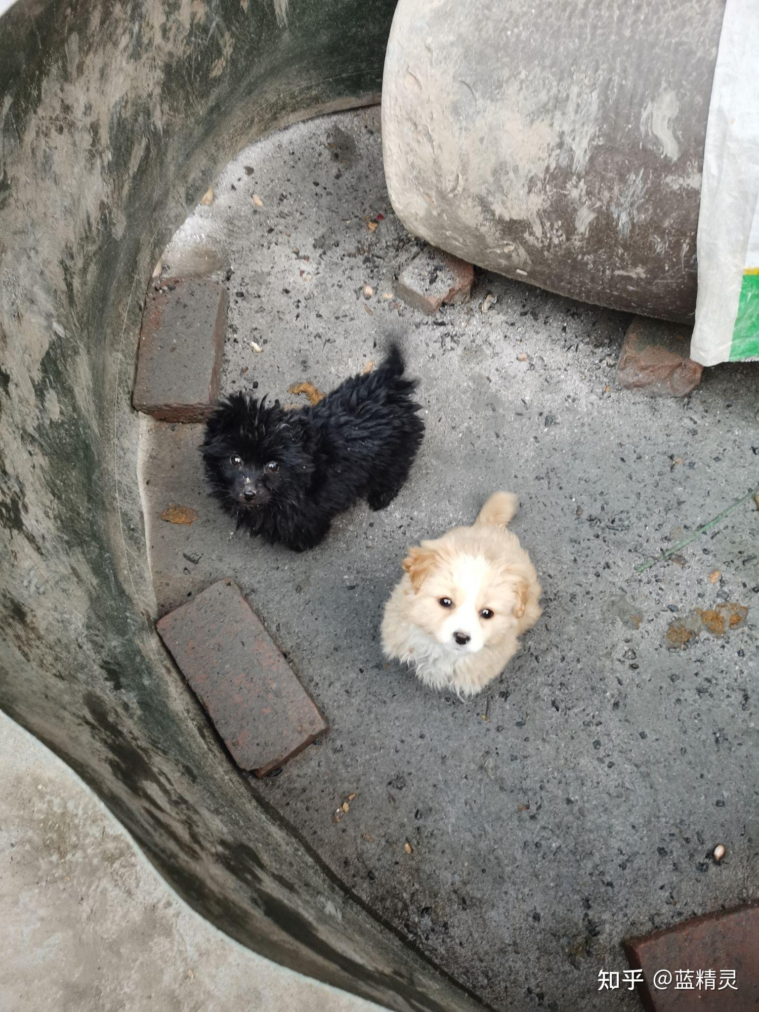 土狗有卷毛的吗? - 知乎