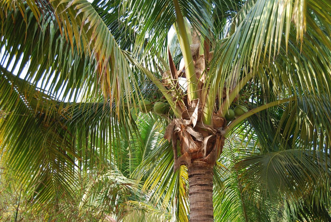 2. 橘子树光照需求