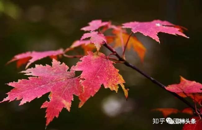 秋赏红叶,你知道赏的都是些什么树吗? - 知乎