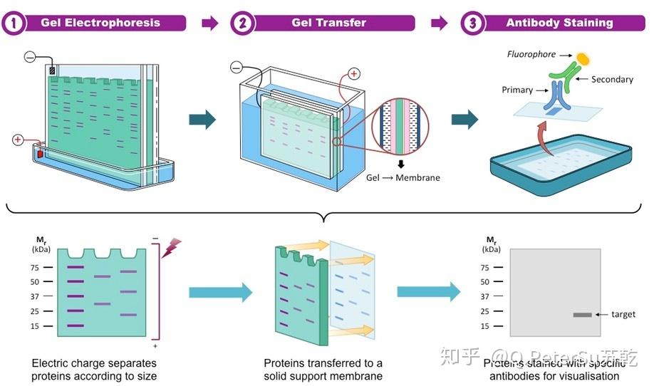 蛋白电泳槽装置图解析图片