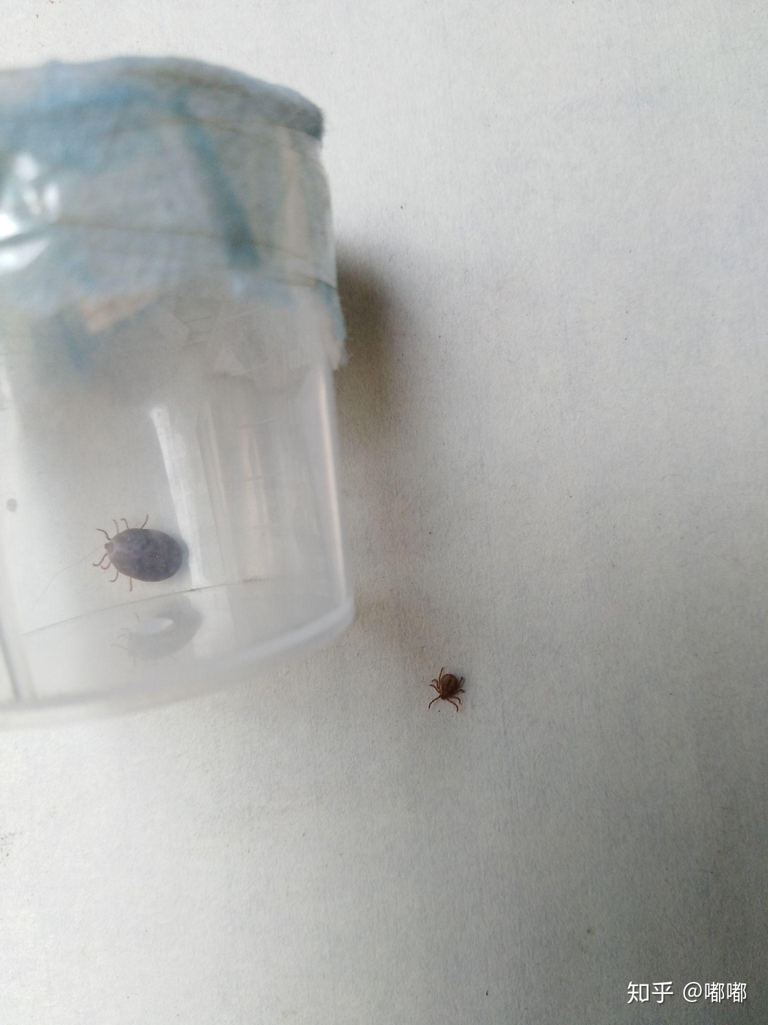 这是蜱虫幼虫吗