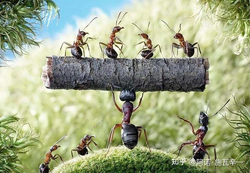 如何回答孩子「为什么蚂蚁可以整齐排队,是谁在整理队形」? - 知乎