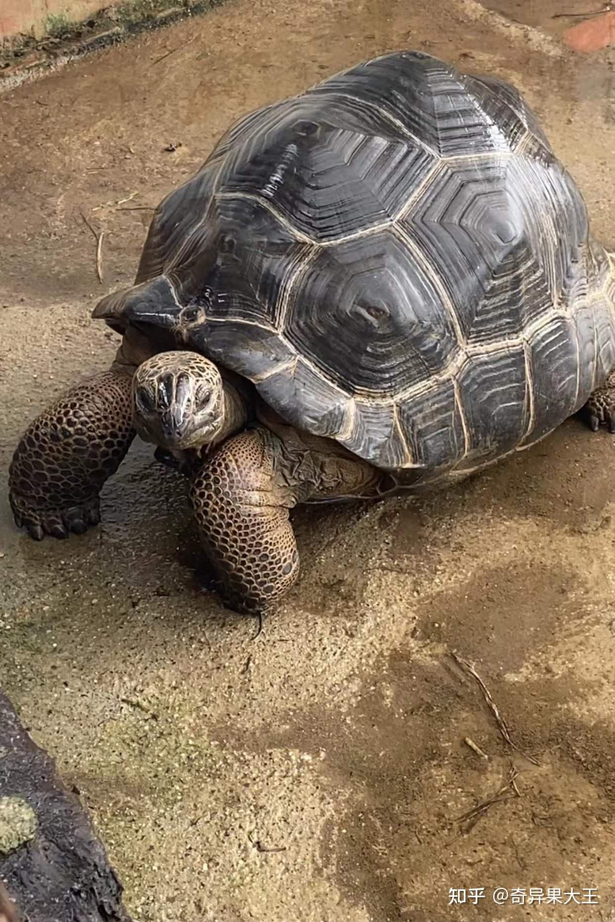 宠物水龟、陆龟和半水龟哪个好养？需要注意什么？区别是什么？ - 知乎