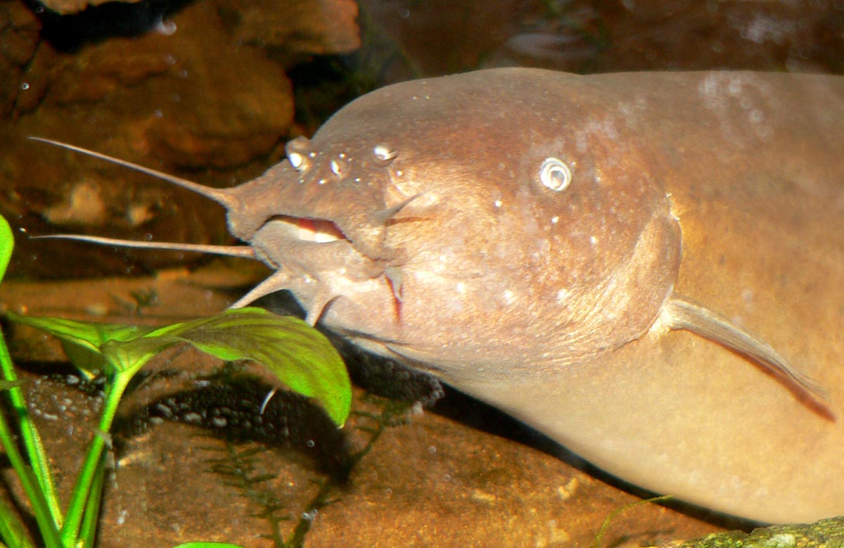 假设电鳗绝种一万年后,突然有人说从前有一种鱼会放电,靠放电捕食
