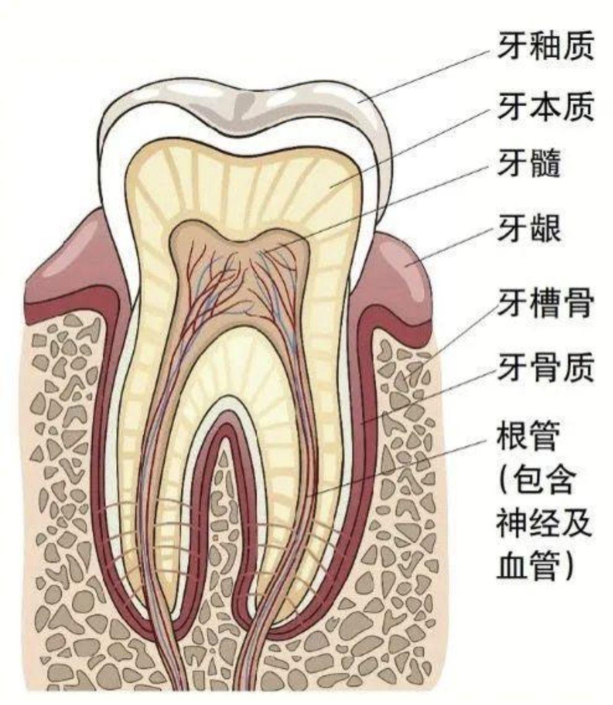 牙髓炎为什么不能通过消炎治疗