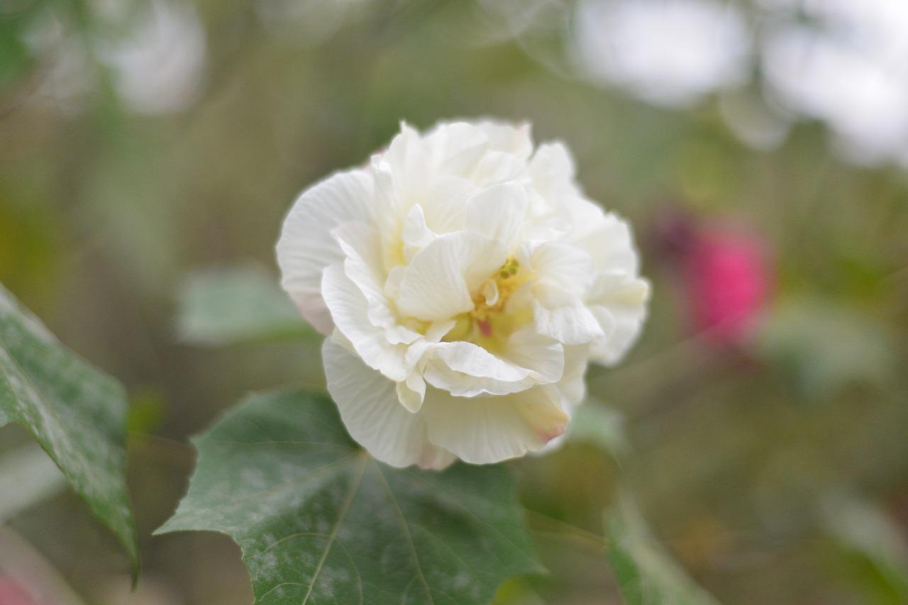长沙芙蓉哪里租房