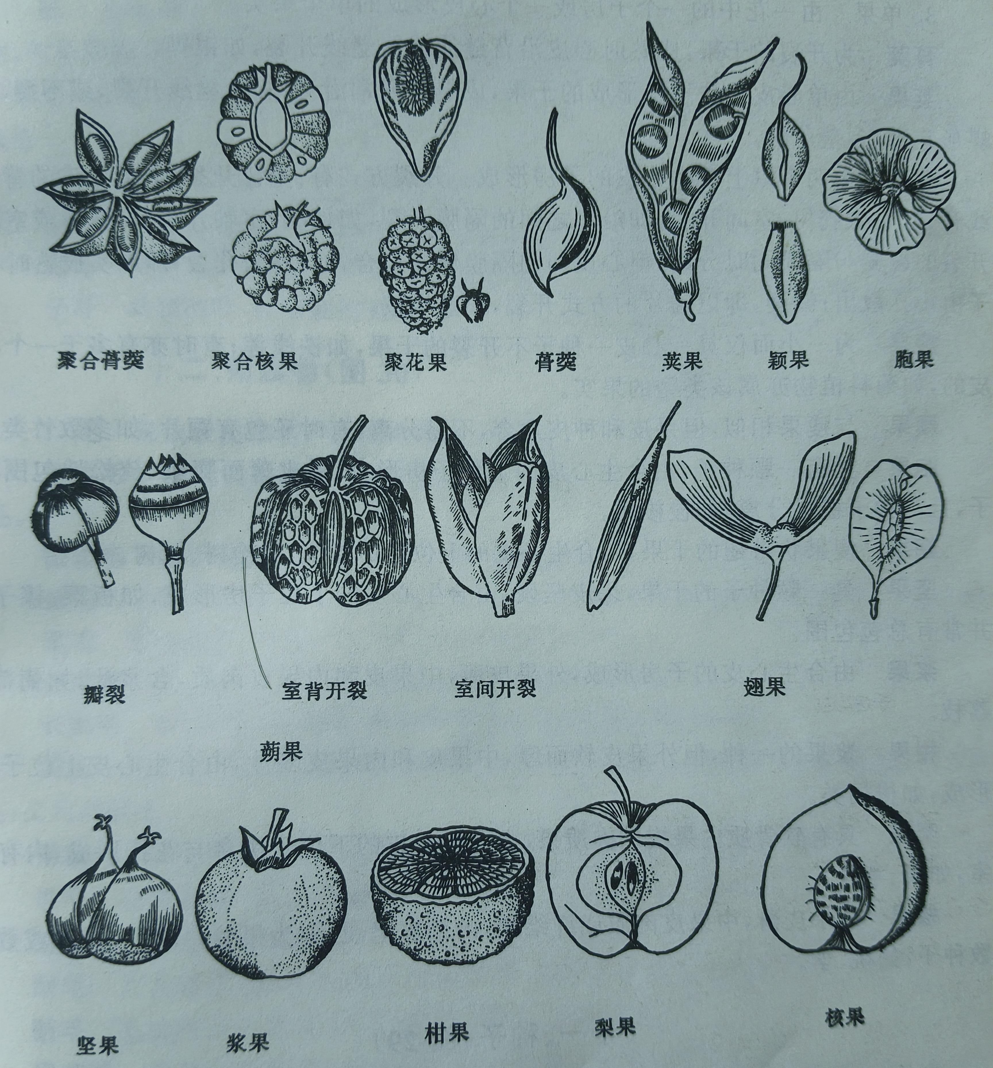 植物果实类型 - 知乎