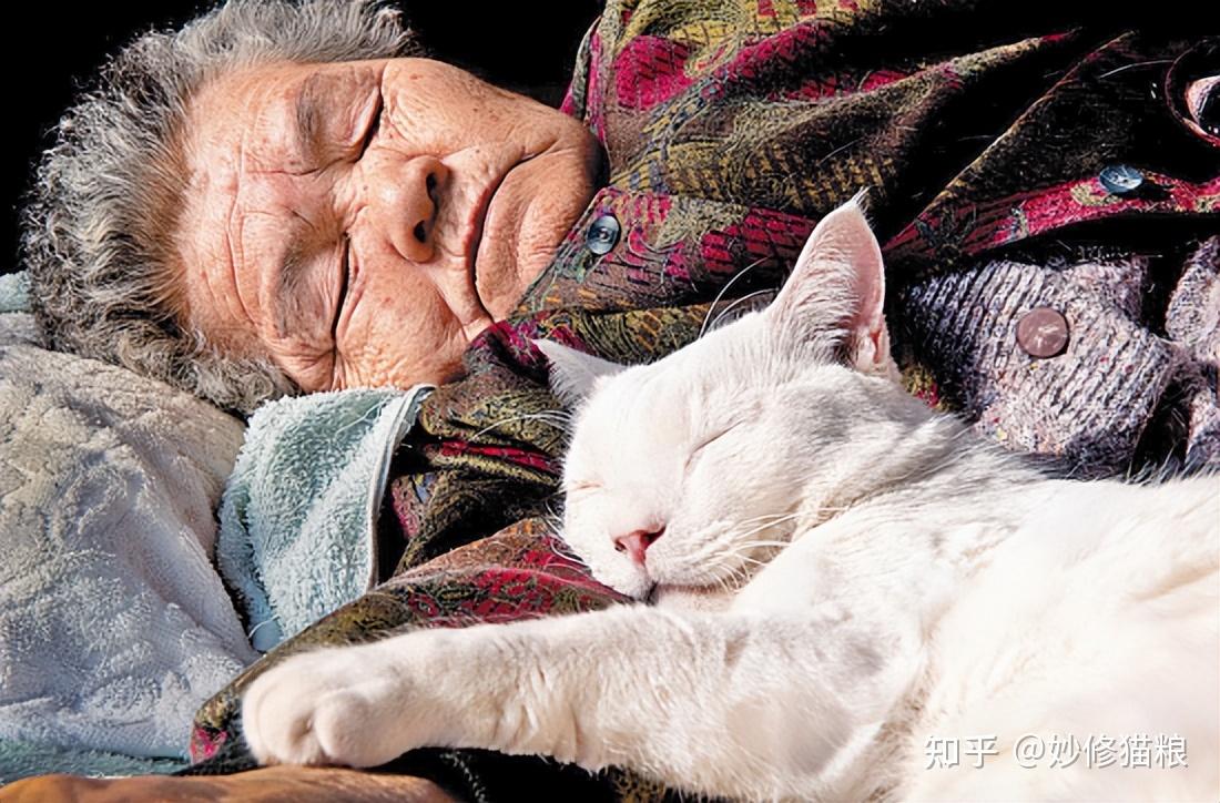 科普:养猫对人有这10个好处,难怪那么多人喜欢养猫 - 知乎