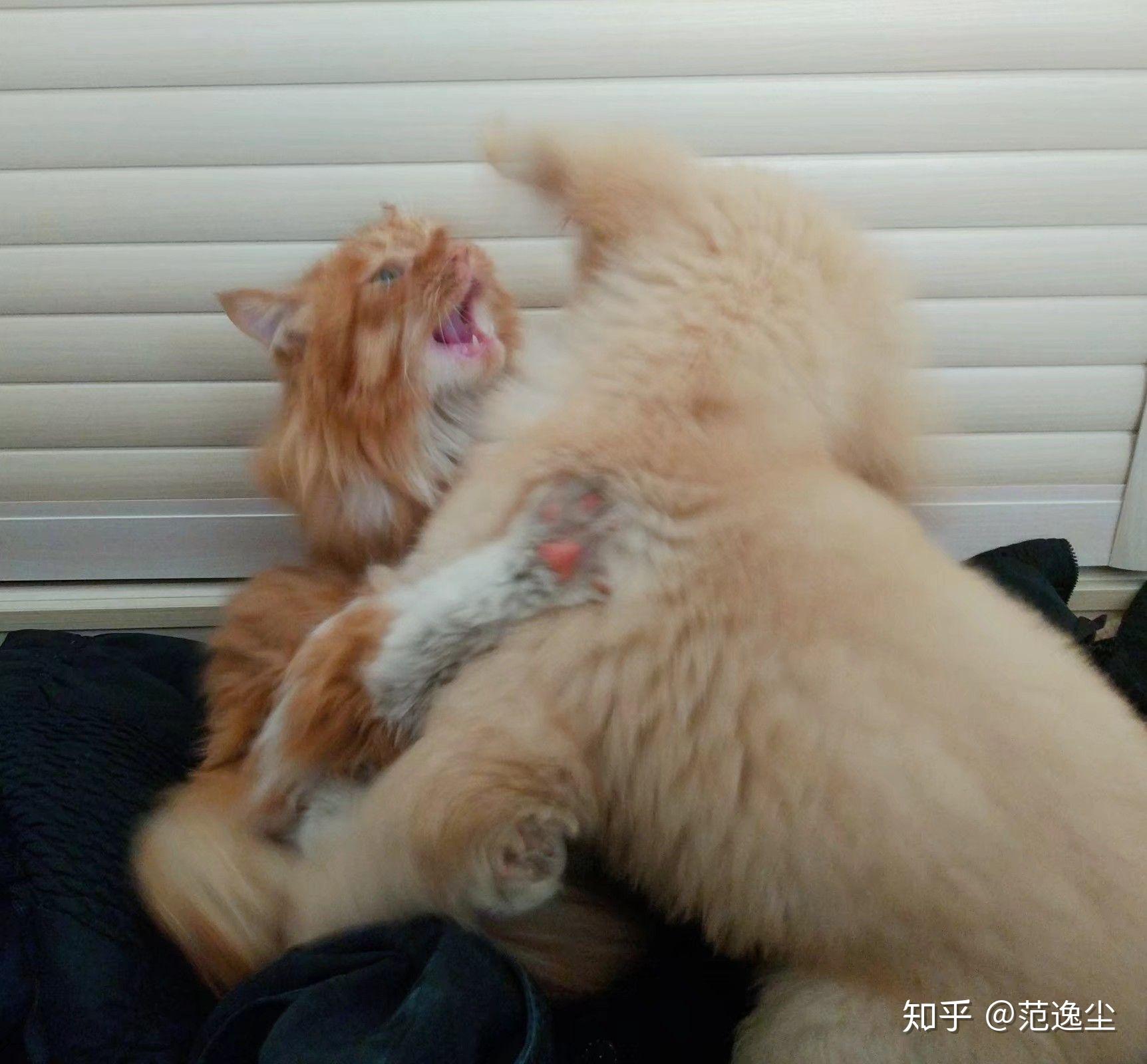 我的狗总是咬我的猫