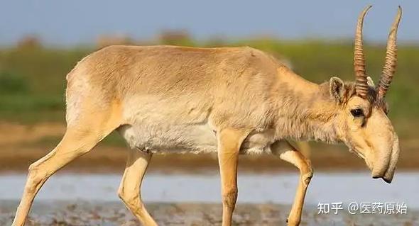 带你识别羚羊角- 知乎