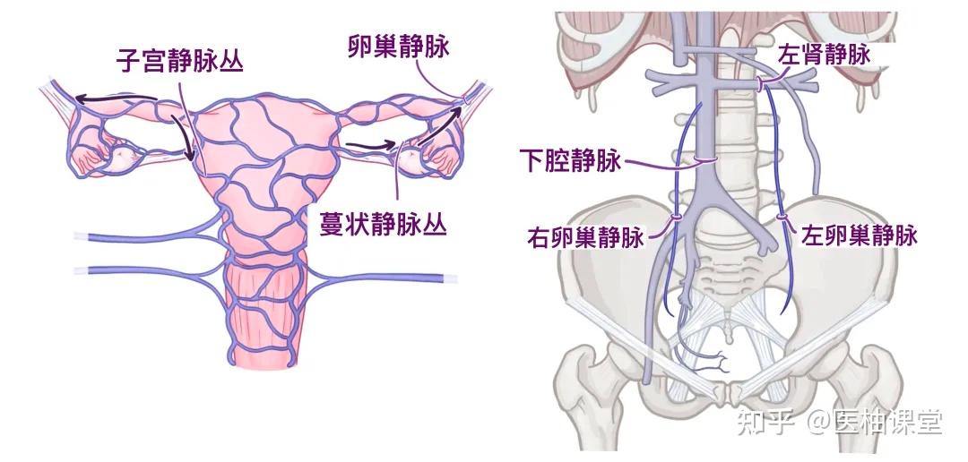 人体解剖学基础:女性生殖系统 - 知乎
