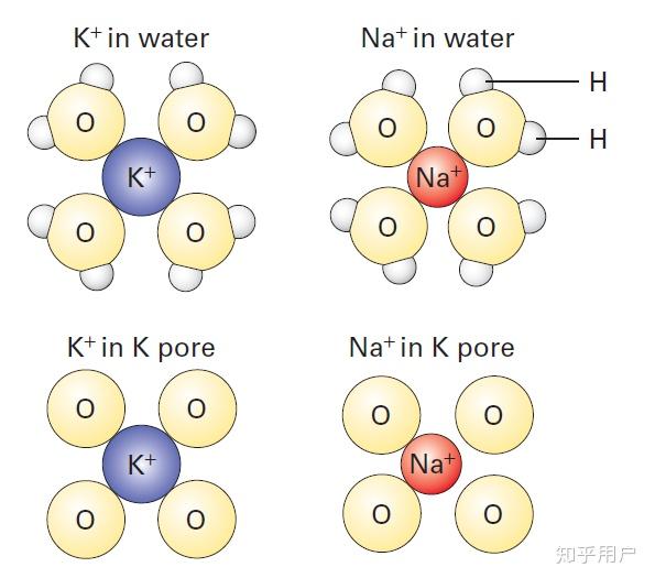钠离子的离子符号图片