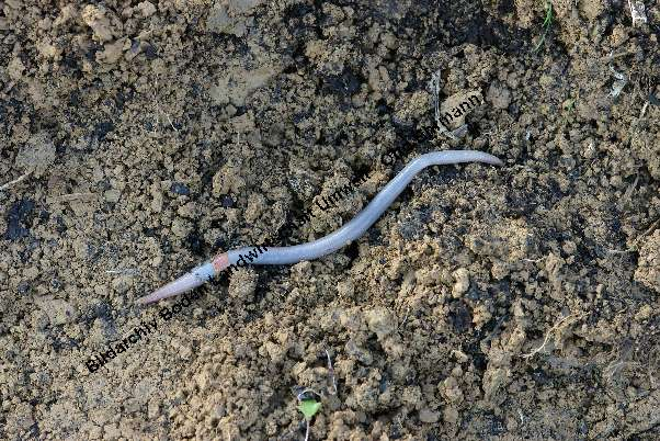 有蓝色的蚯蚓吗? - 知乎