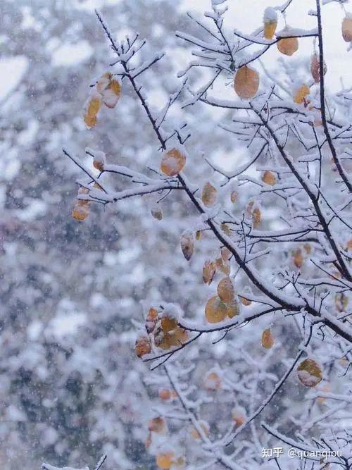 初雪一般是什么时候? - 知乎