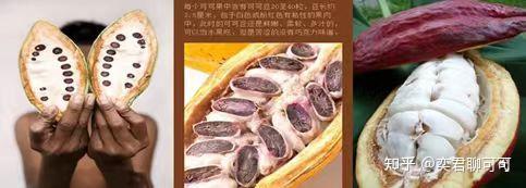 可可豆-可可原料的制作 - 知乎