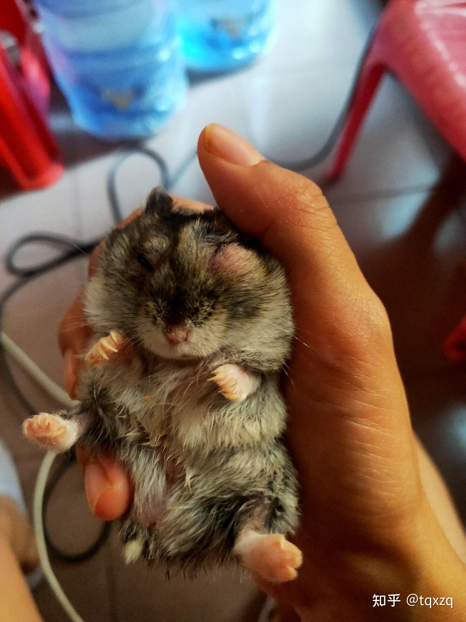 我家仓鼠眼睛红肿睁不开,还突出来了,用了眼药水后更严重了,请问还有