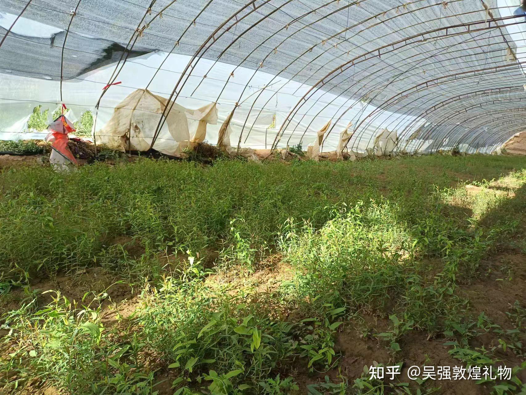 敦煌八怪|小花红麻罗布麻成长记 - 知乎