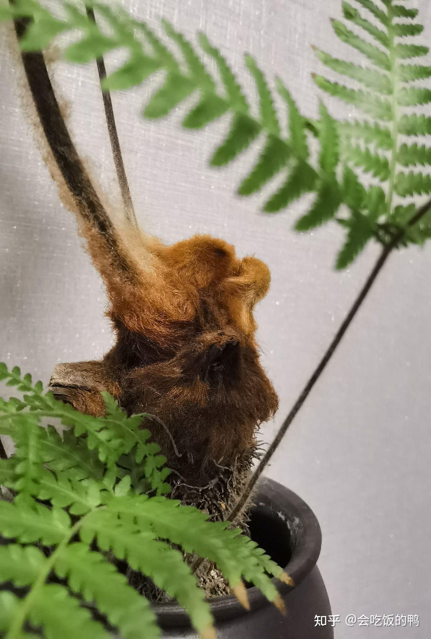 金丝猴蕨采光良好温度湿润的室内养护为何叶片焦卷? - 知乎