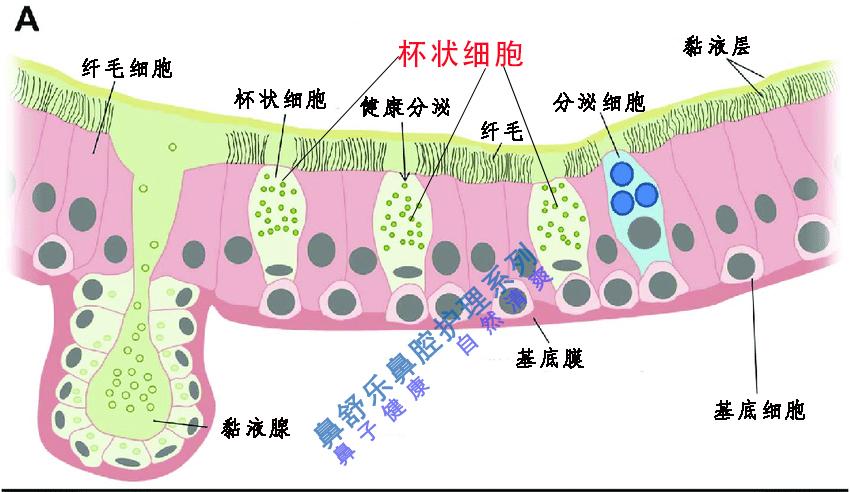 嗓子里的痰怎么形成的 里面有什么? - 知乎