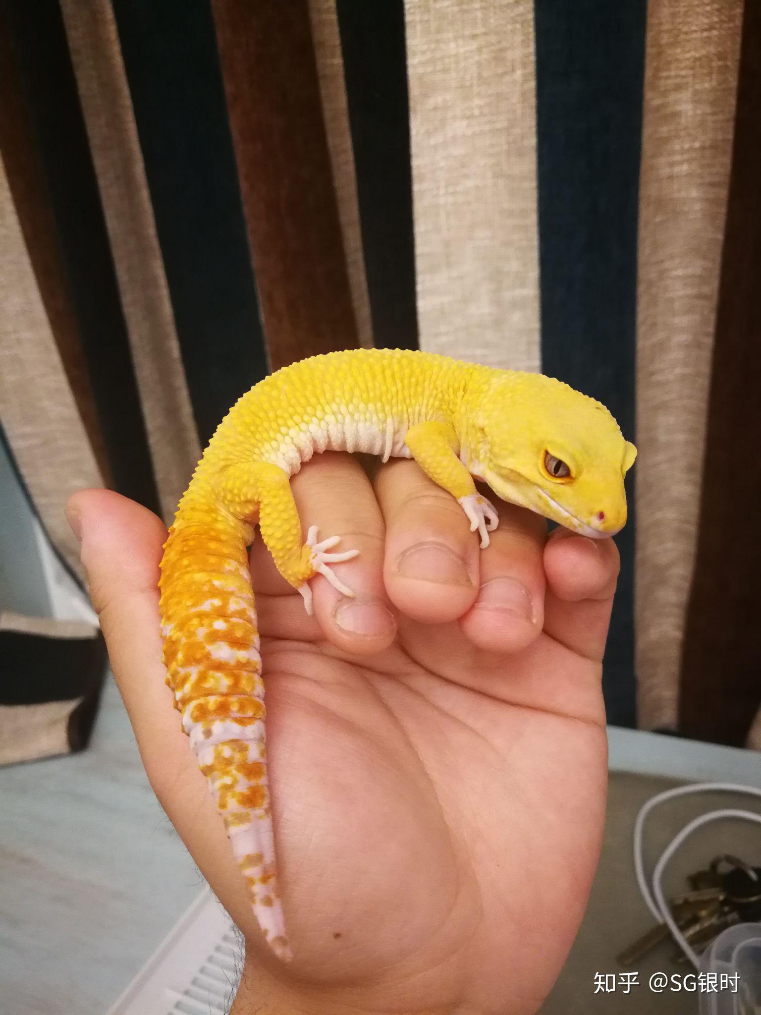 阳光守宫如何饲养? - 知乎