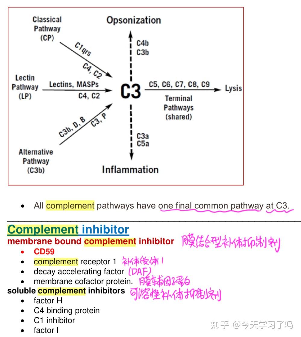 补体途径Complement pathways(医学英语) - 知乎