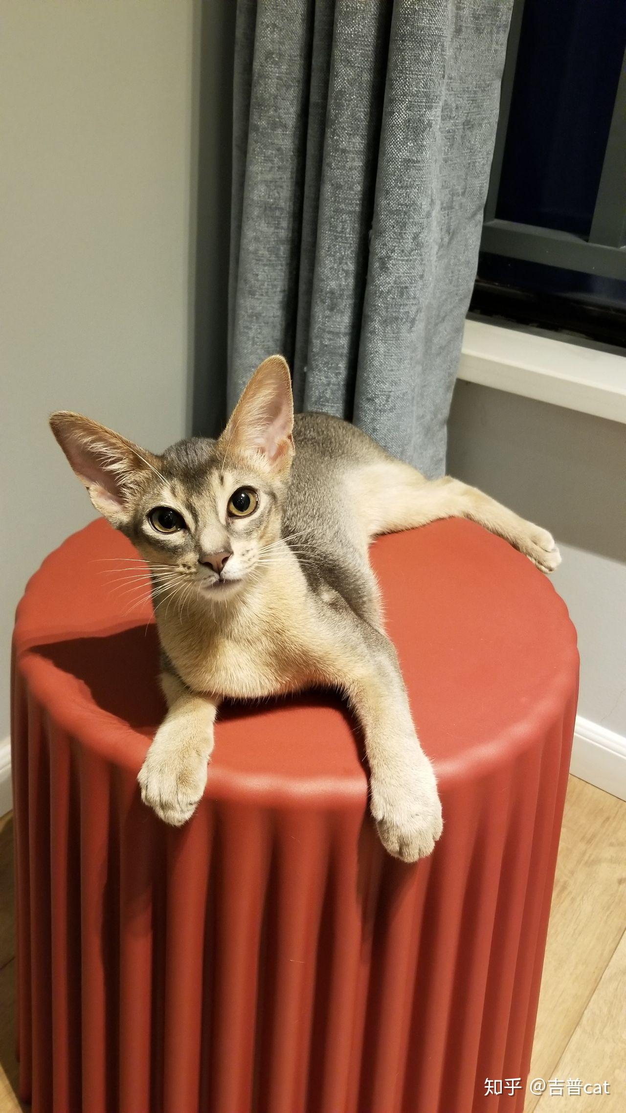 养阿比西尼亚猫abyssinian是种什么样的体验这个品种有什么特点