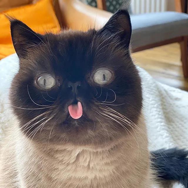 超抢戏猫咪靠吐舌走红网络狂吸15万粉粉丝笑翻它才是略略略之王
