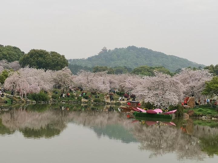 樱”你而来，看百花争艳，赏落“樱”缤纷- 知乎