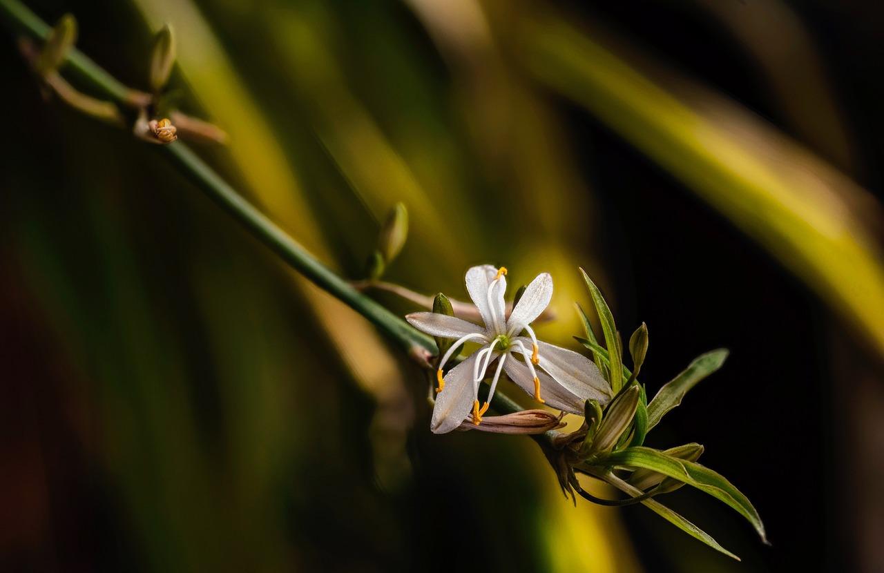 落实吊兰如何扦插
