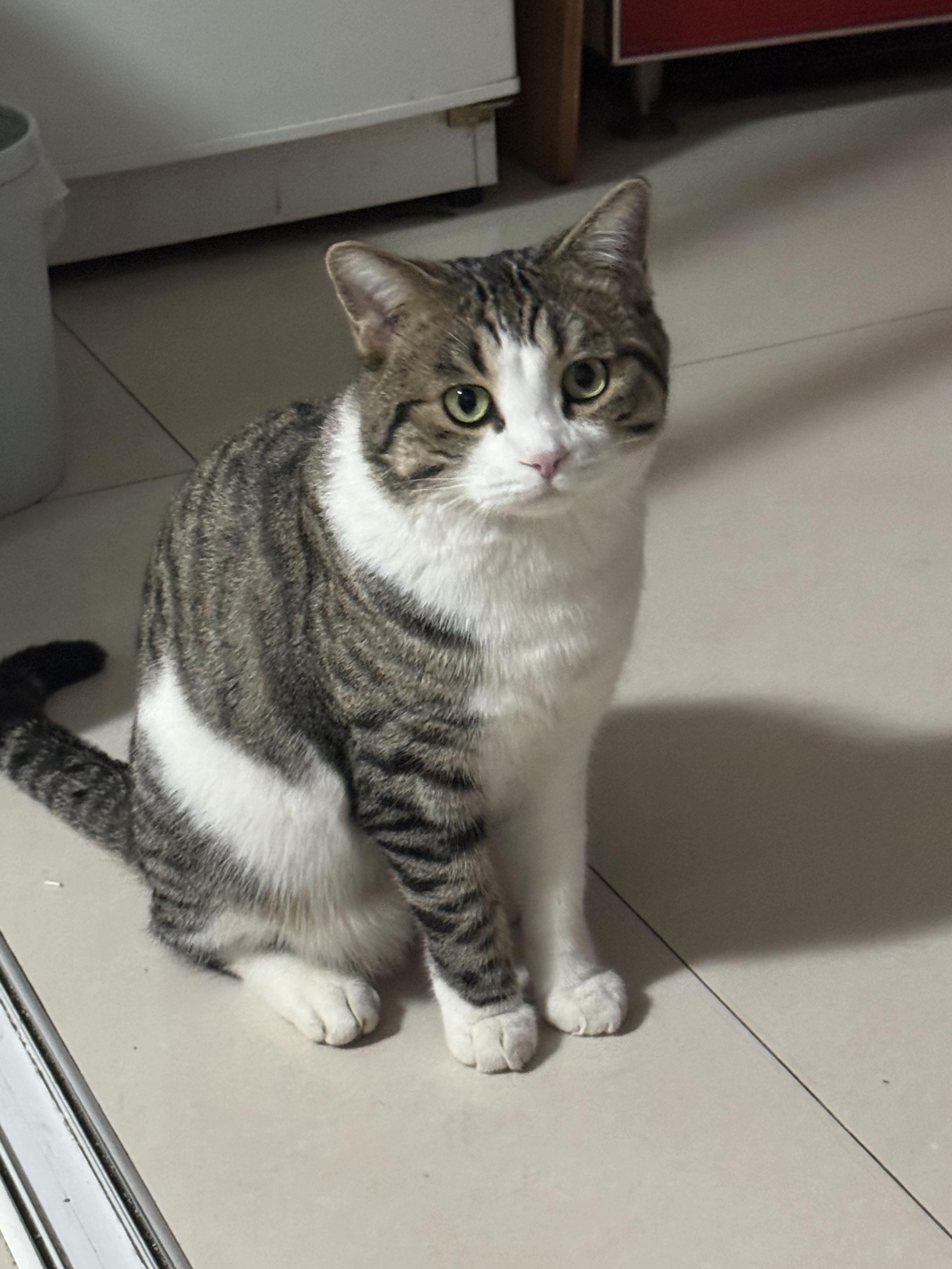 狸花猫可以漂亮到什么程度