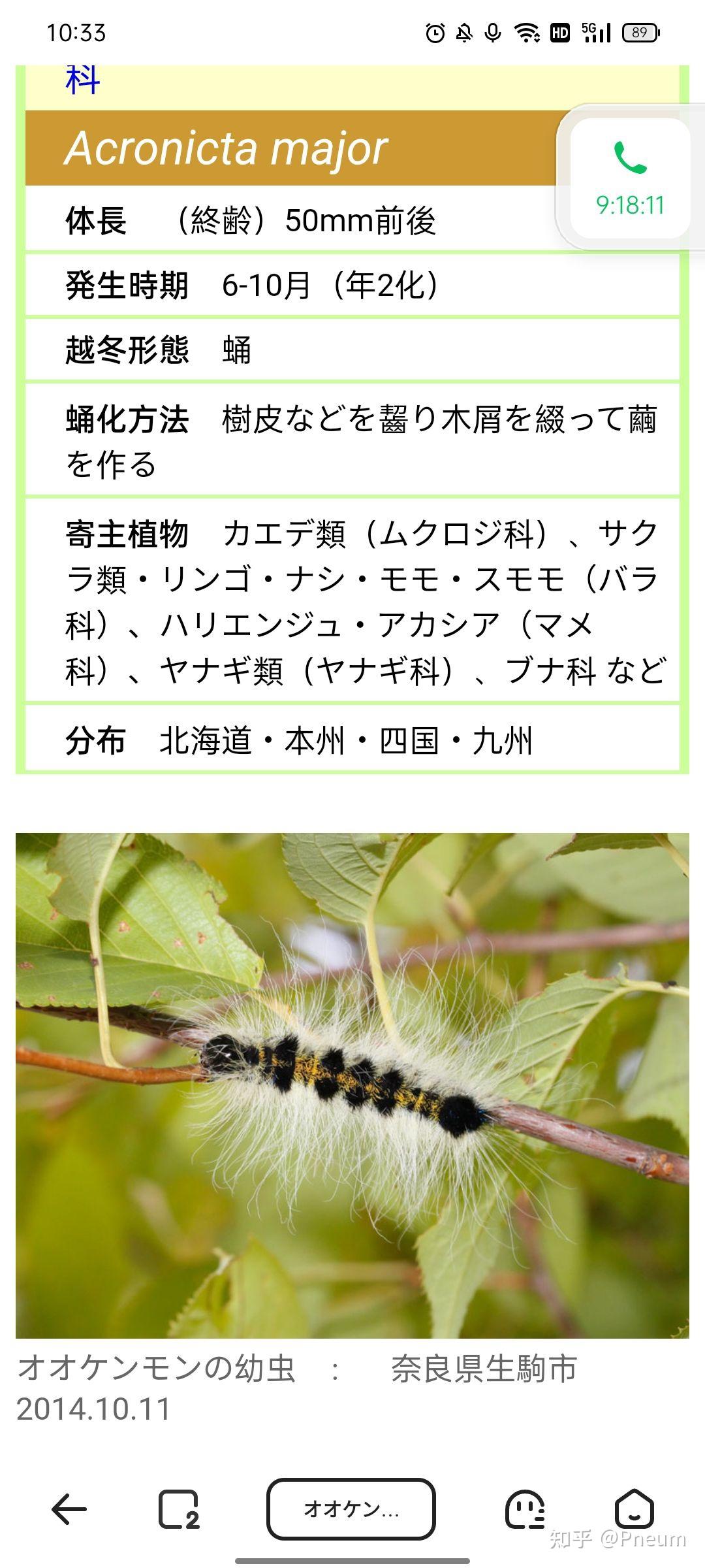 黄毛黑身毛毛虫,在爷爷家门口香椿树上有好多,想问一下是什么毛毛虫啊