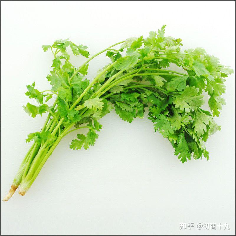 请问饭店上菜摆盘时放的那株香菜一样的东西是什么? - 知乎