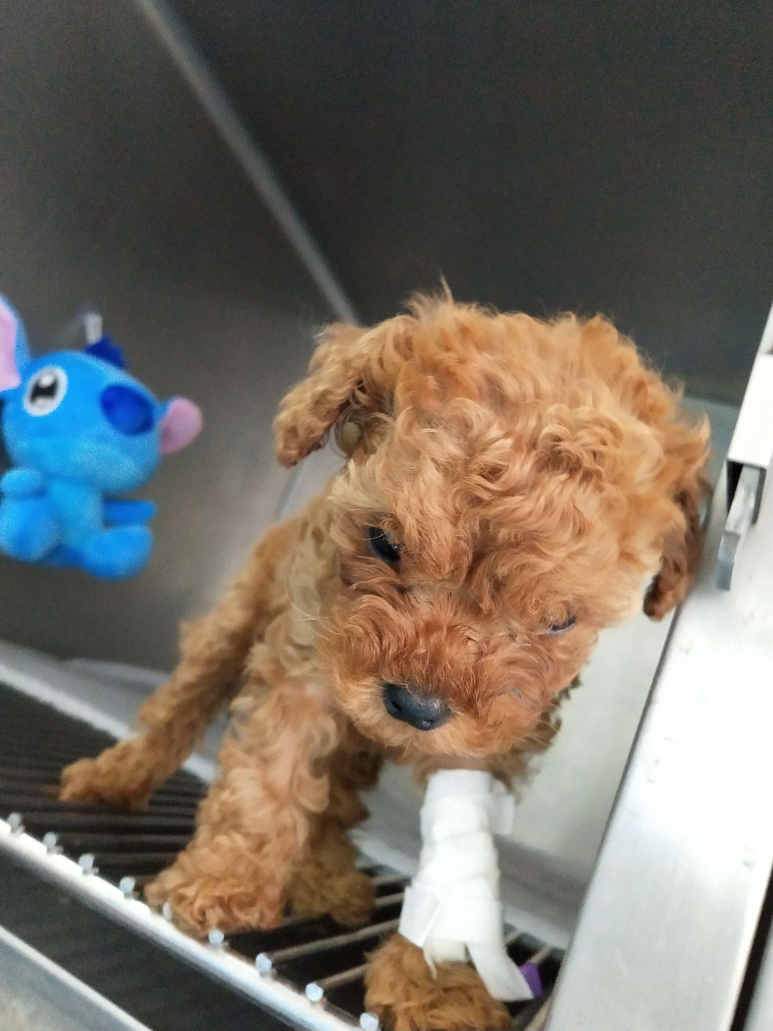 泰迪为什么叫太日天? - 知乎