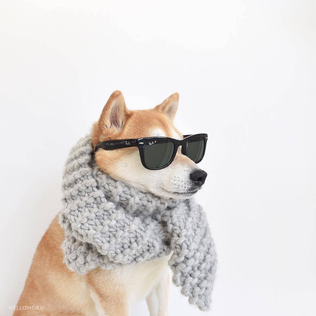 有哪些可爱的狗狗头像? - 知乎