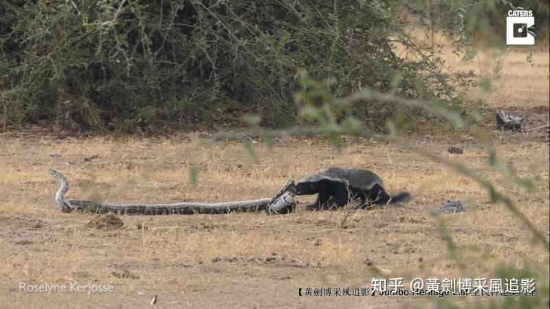第4200回:世界上最无所畏惧,捕蛇专家蜜獾狐獴 - 知乎