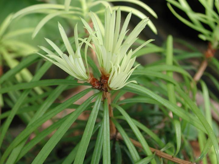 活化石植物——植物非试管高效快繁银杉 - 知乎