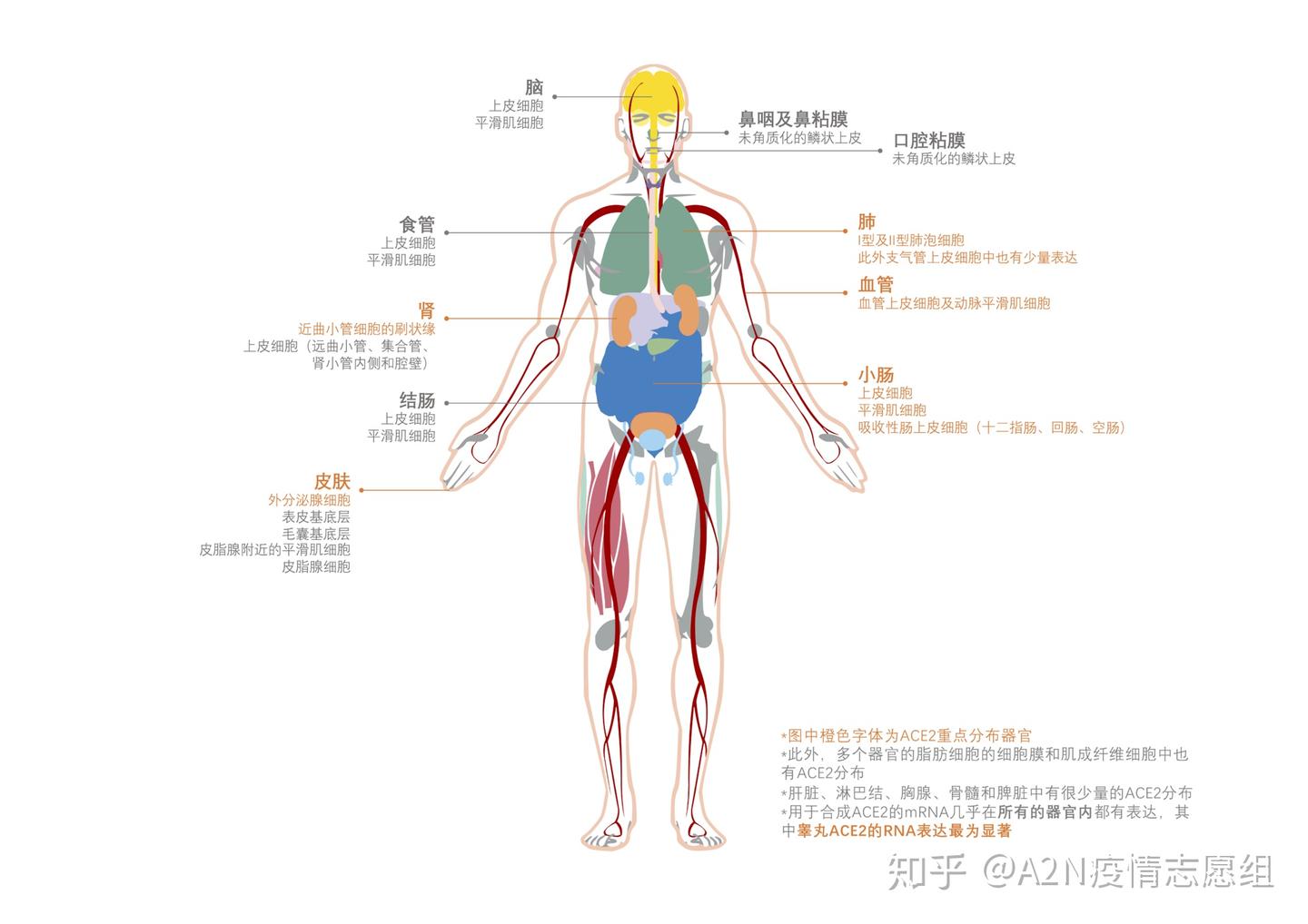 A2N| ACE2的冤屈：冤枉！我本不为病毒而生 - 知乎