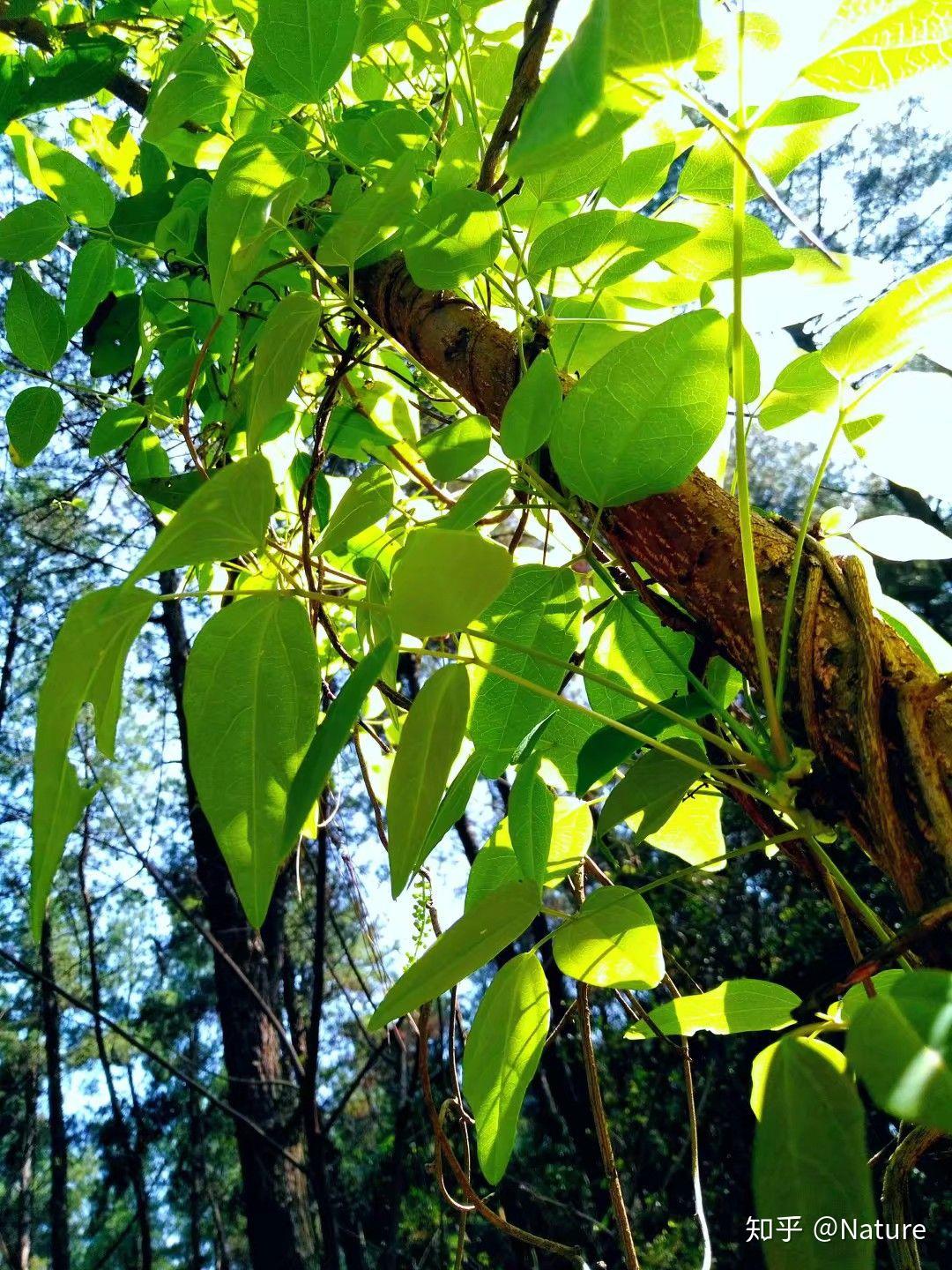 八月瓜的葉子什麼樣