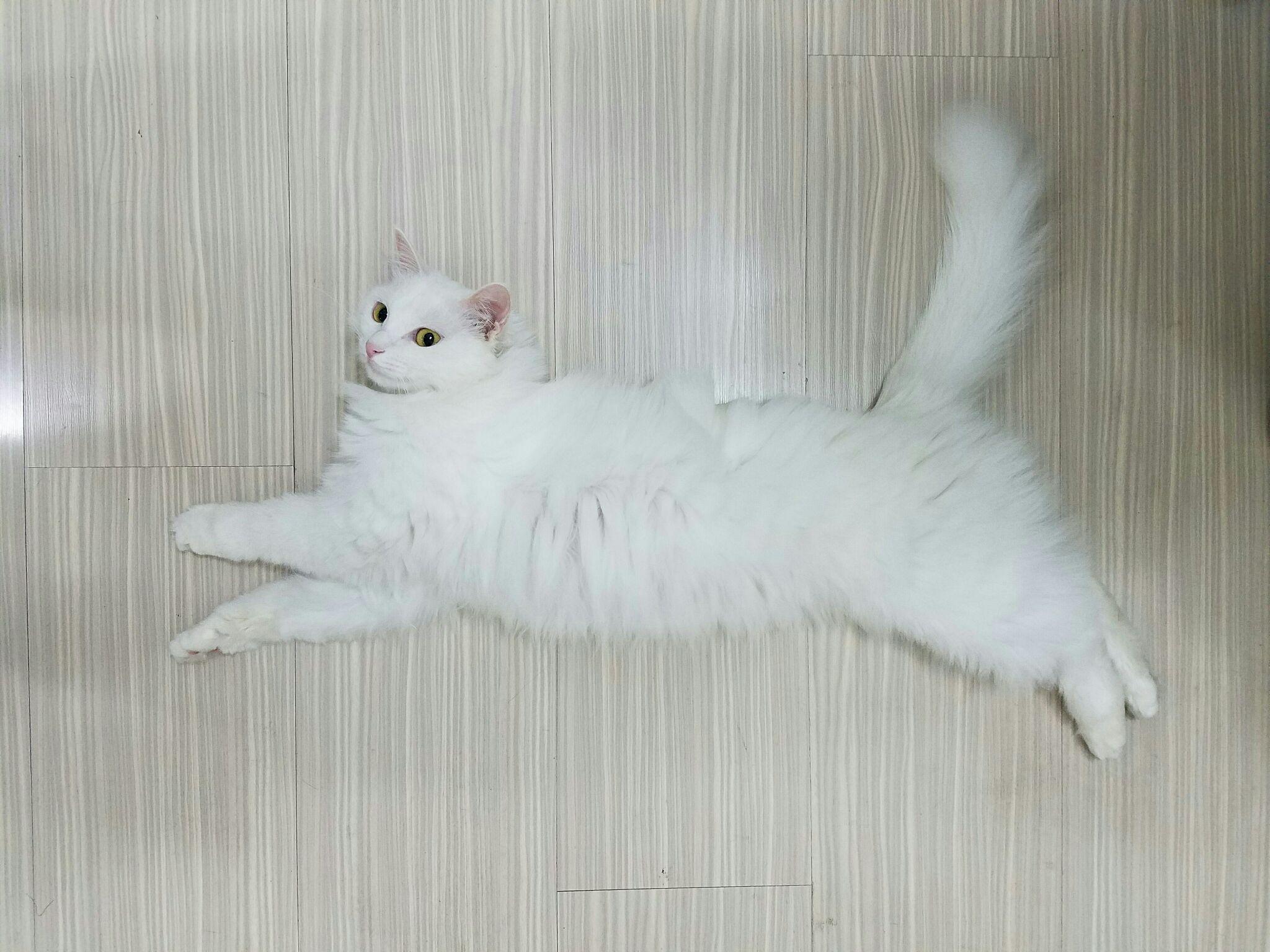 如何评价郭斯特的猫狐狸