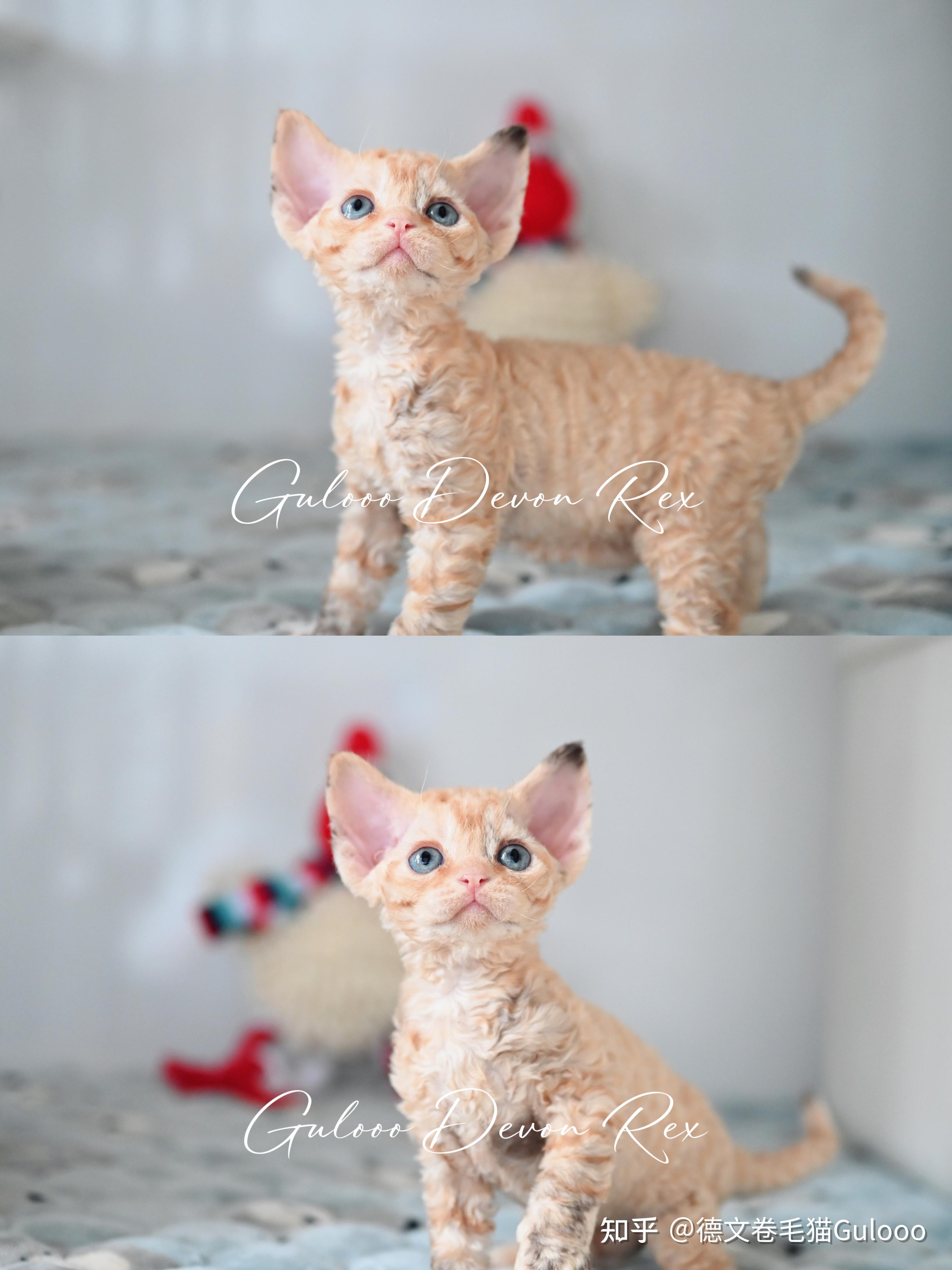 德文卷毛猫的饲养方法和注意事项有哪些? - 知乎