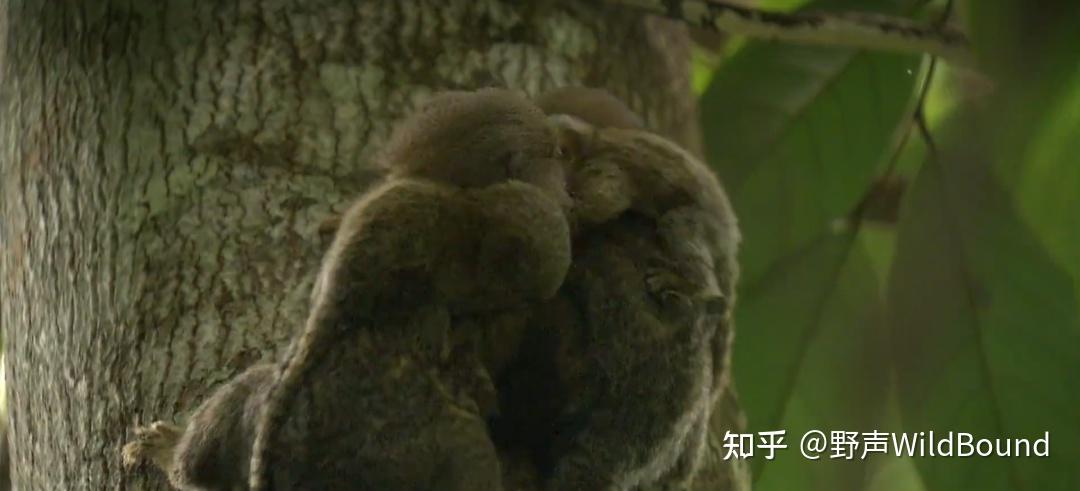 侏儒狨猴 | 手指大小的猴子如何有了“小小王国”? - 知乎