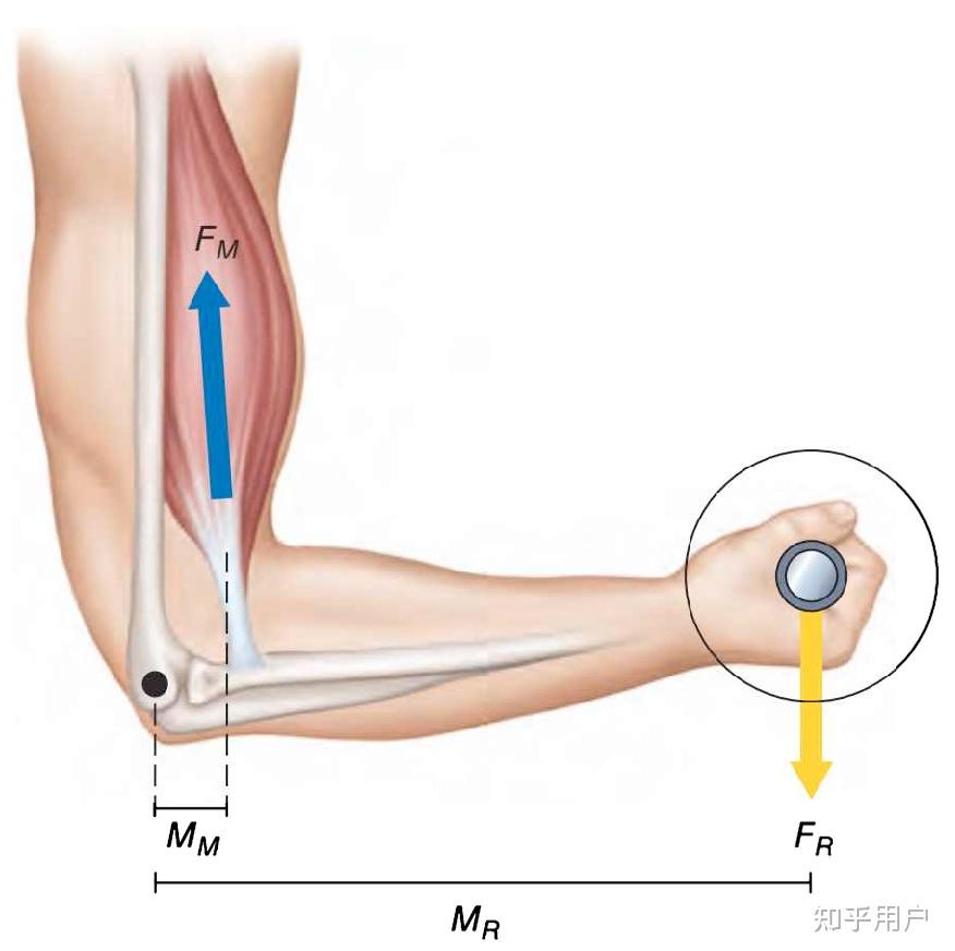 手臂费力杠杆示意图图片