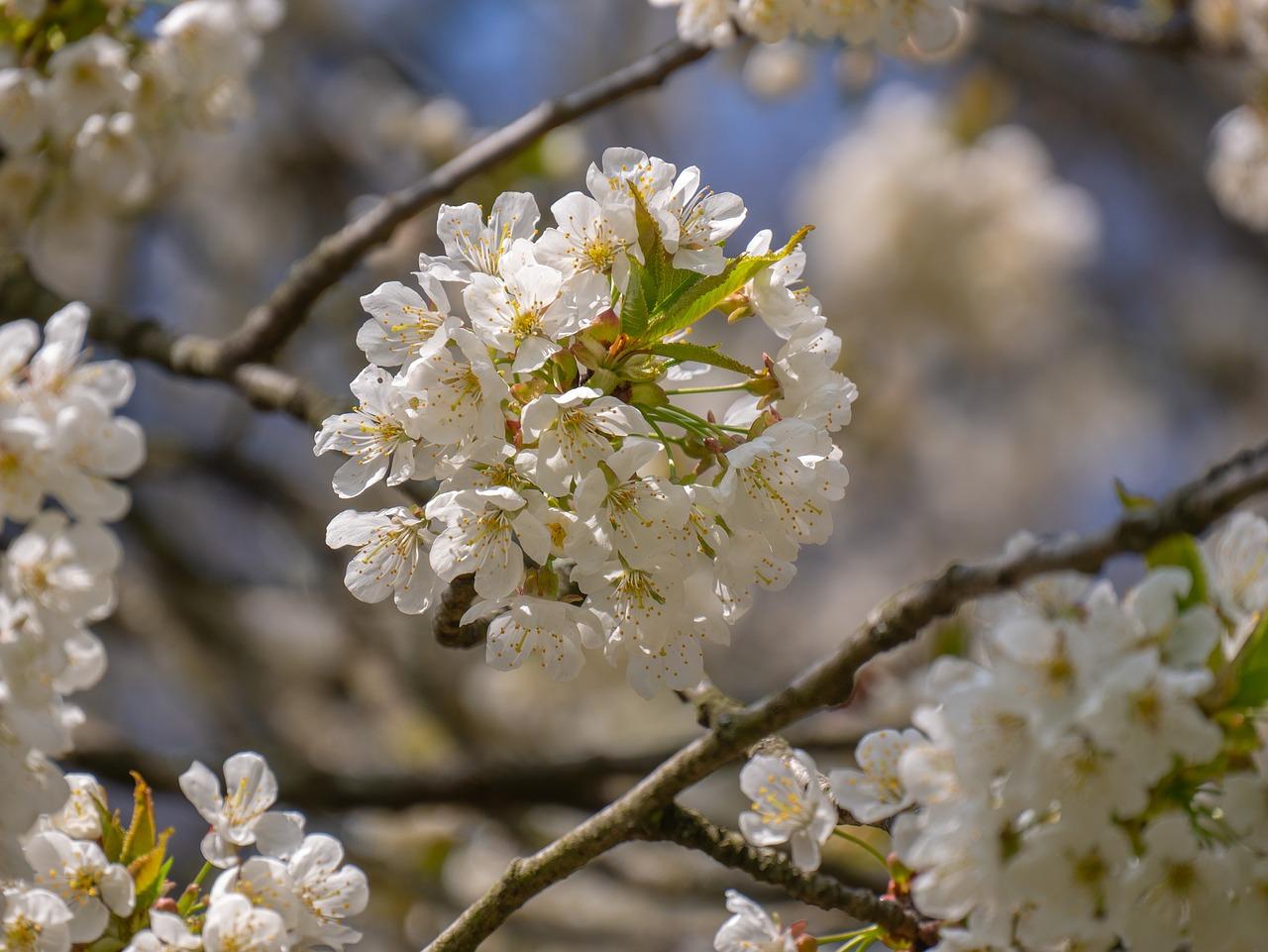 4. 桂花树矮化压枝