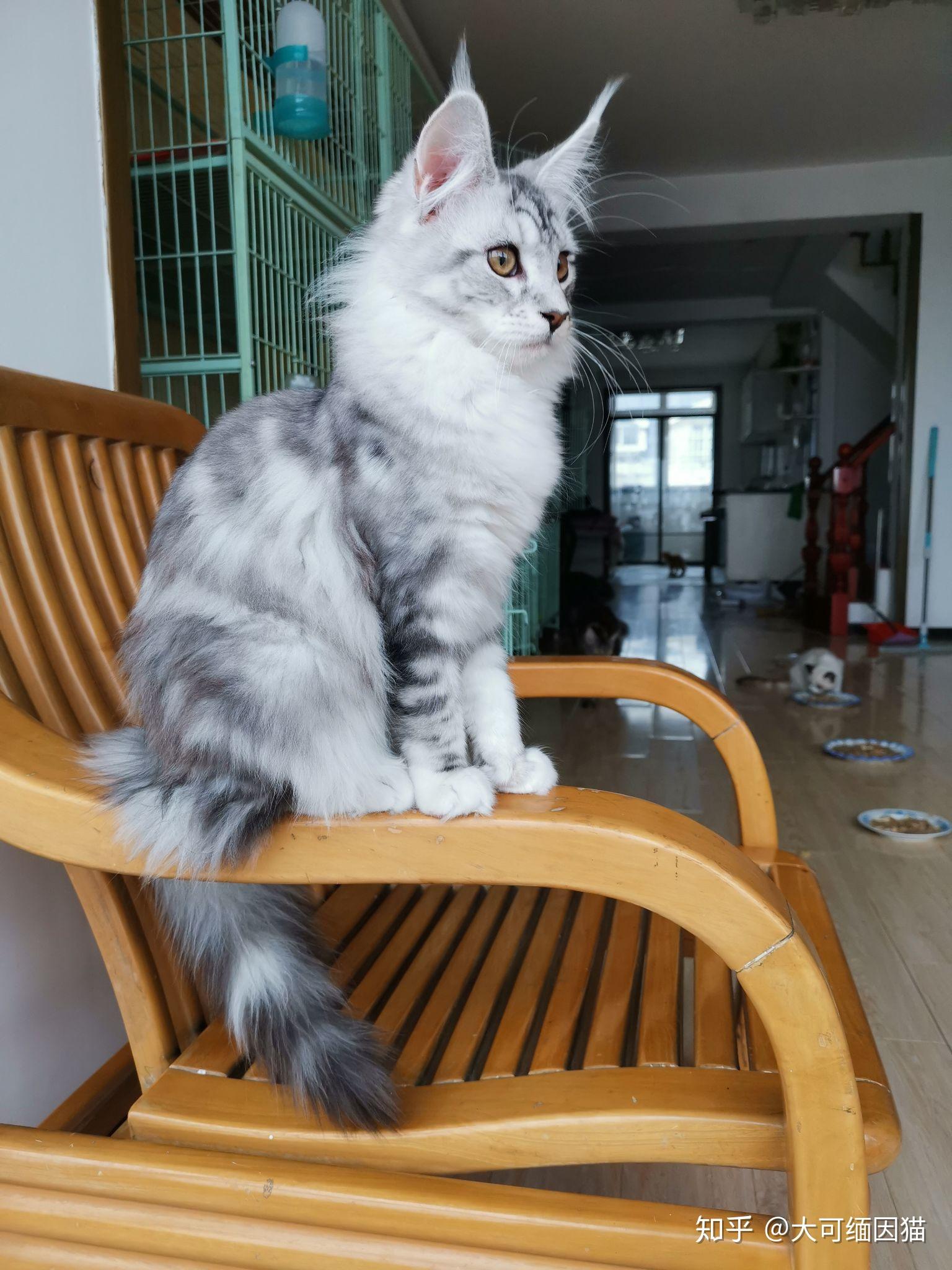 养缅因猫有什么缺点,你后悔选择养缅因猫吗? - 知乎