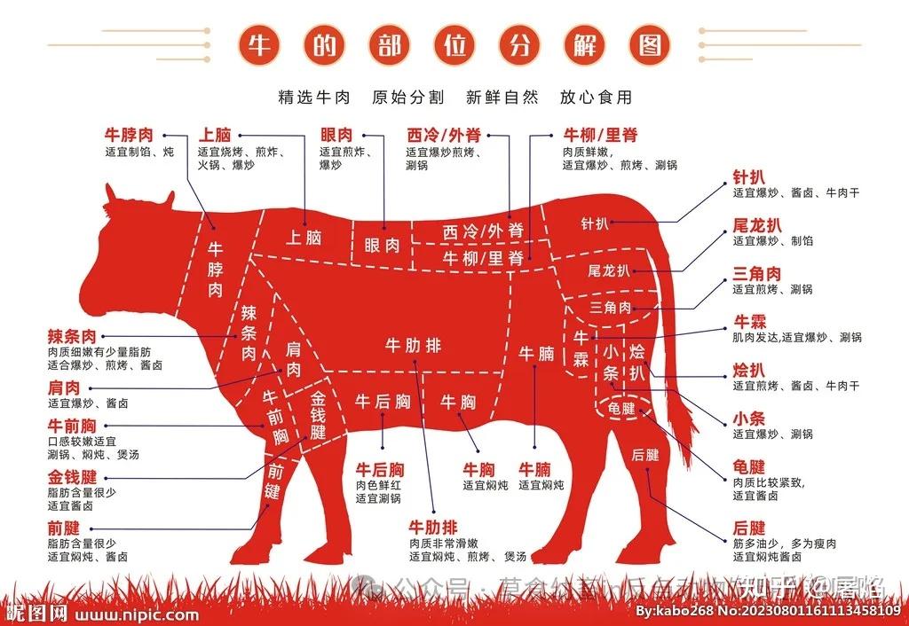 【小院科普】带你当一次“庖丁”——牛肉的部位都有哪些? - 知乎