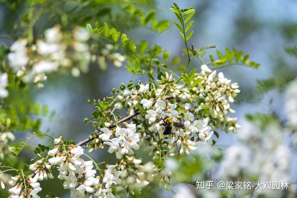 中國北方公園最常用什麼灌木和喬木