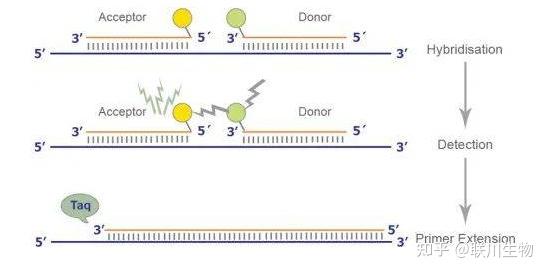 探针法荧光PCR(Taqman 技术)介绍 - 知乎