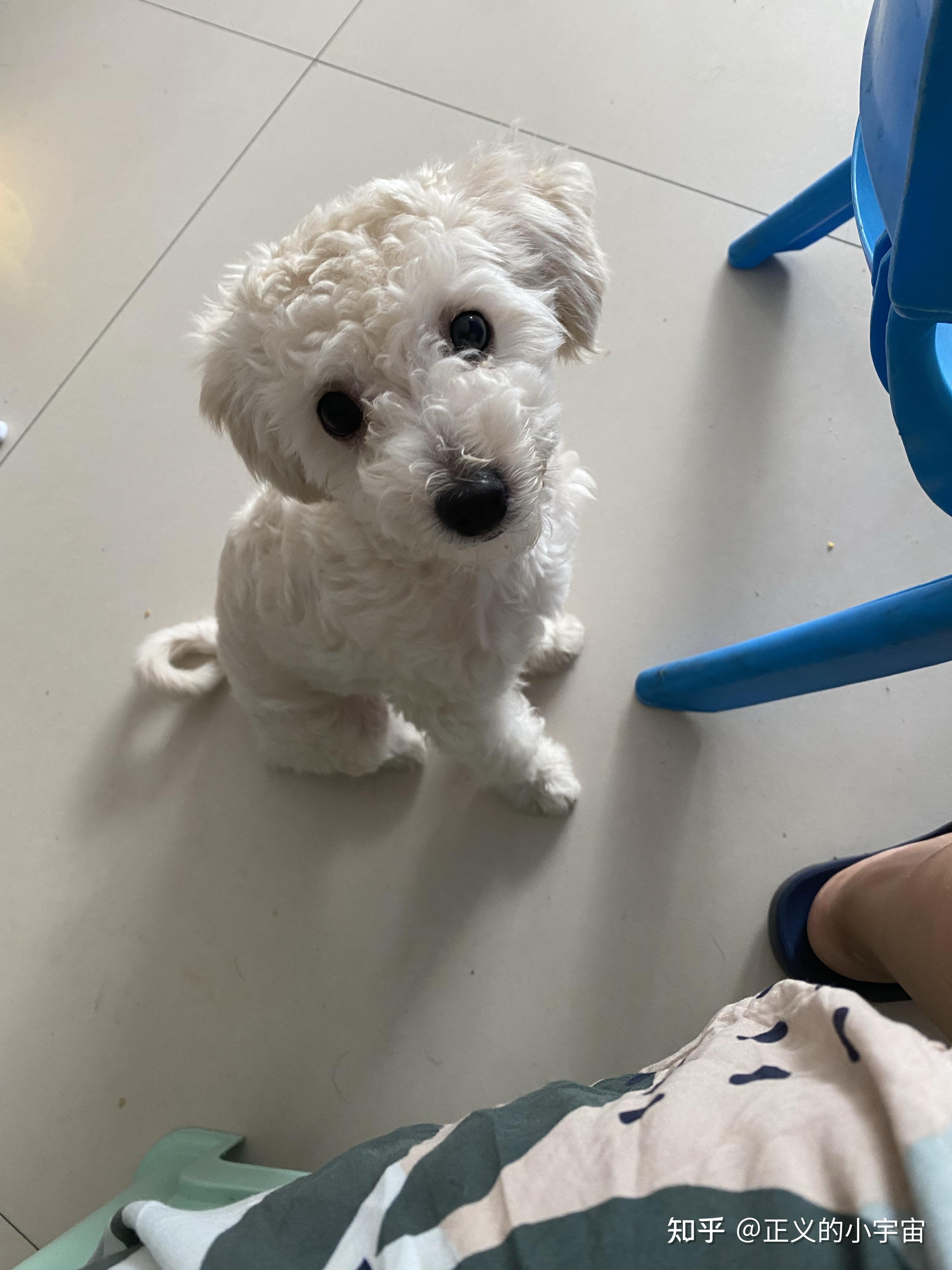 白色比熊跟棕色泰迪会串出什么样的狗? - 知乎