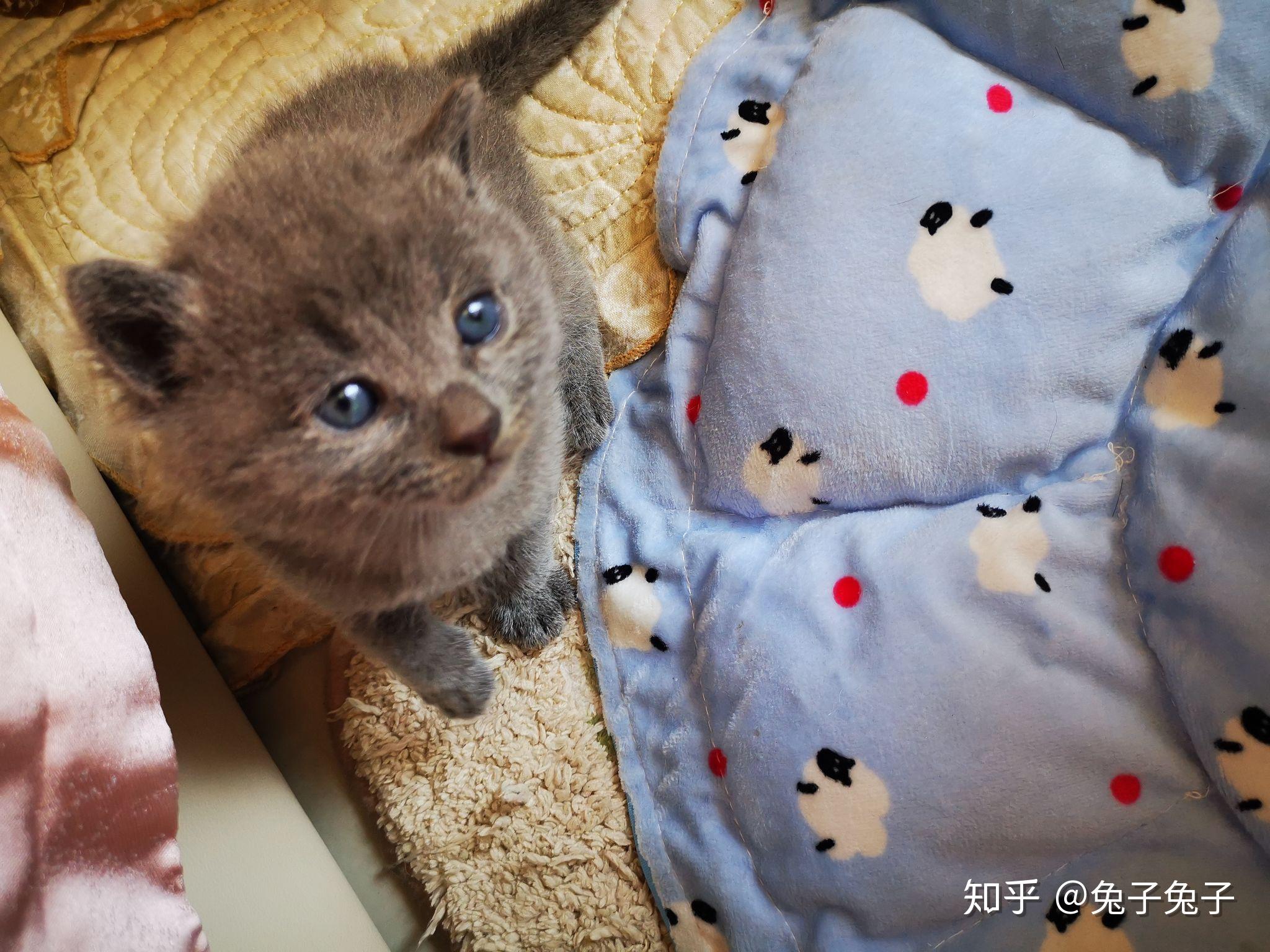 蓝猫和橘猫可以杂交吗如果可以的话有实际案例吗